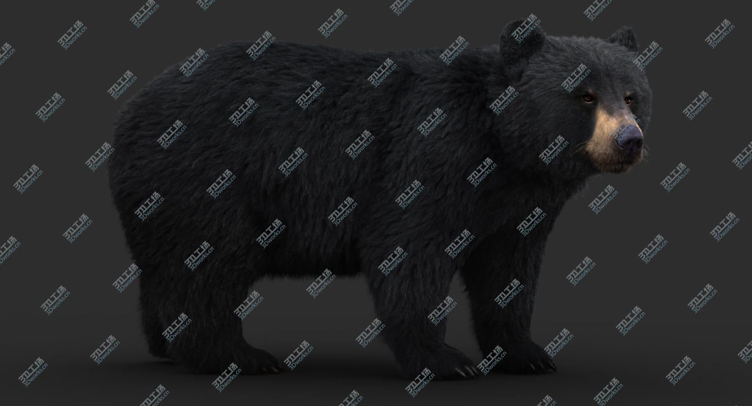 images/goods_img/202105071/Black Bear (Fur) 3D model/3.jpg
